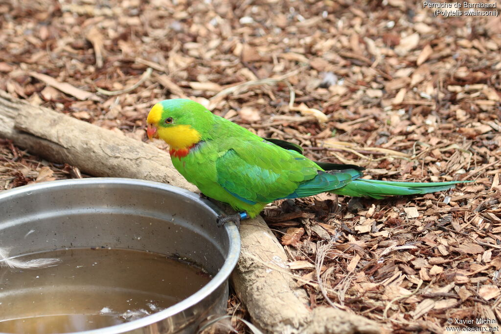 Superb Parrotadult