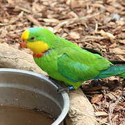 Superb Parrot