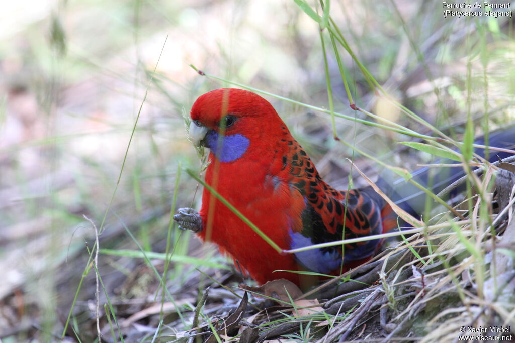 Crimson Rosellaadult, eats