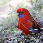 Crimson Rosella