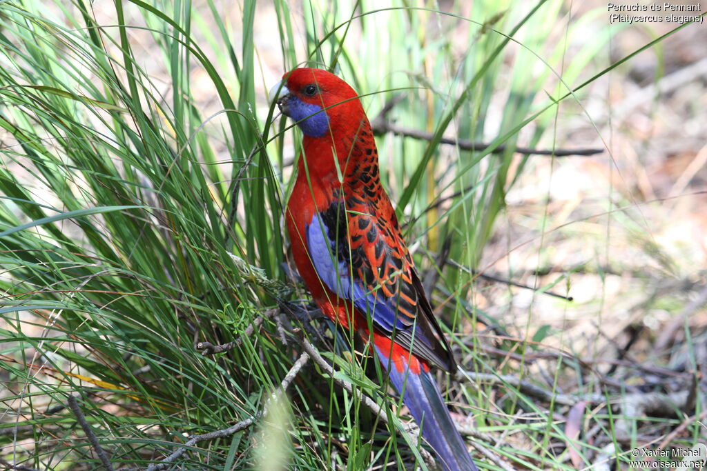 Crimson Rosellaadult, identification