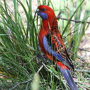 Crimson Rosella