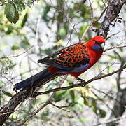 Crimson Rosella