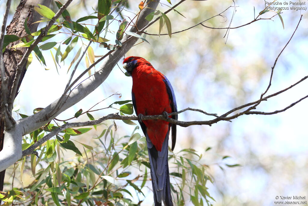 Crimson Rosella