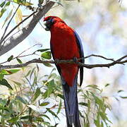 Crimson Rosella