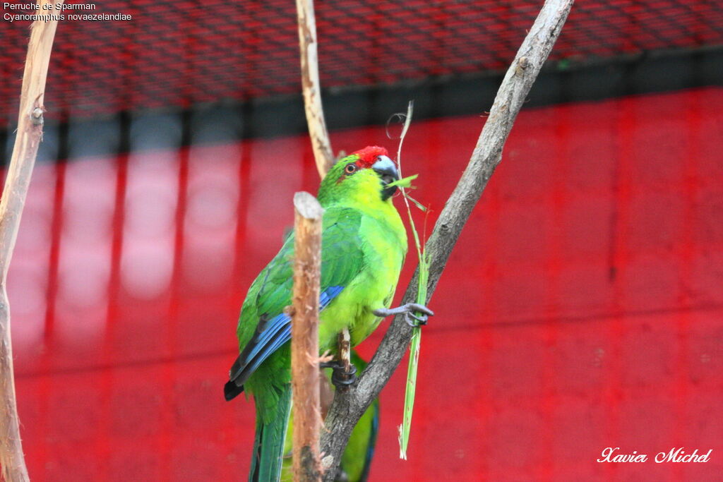 Red-crowned Parakeetadult, identification