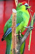 Red-crowned Parakeet