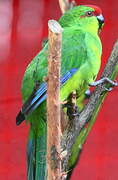 Red-crowned Parakeet