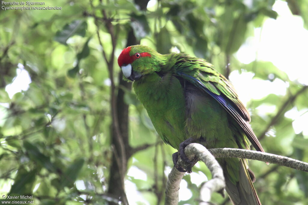 Red-crowned Parakeetadult, identification