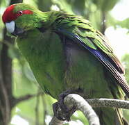 Red-crowned Parakeet