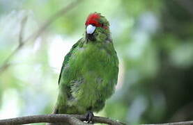 Red-crowned Parakeet