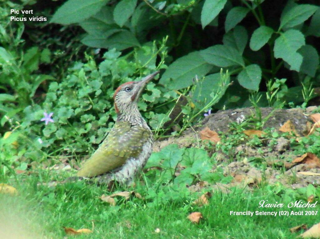 European Green Woodpecker