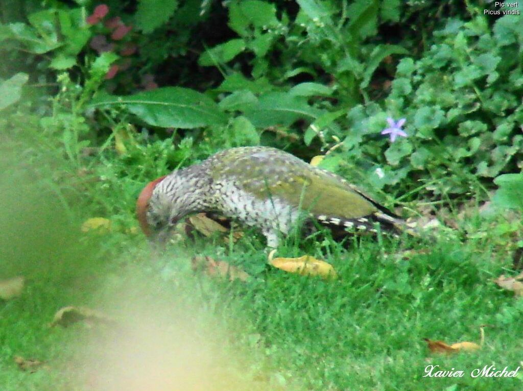 European Green Woodpecker