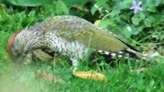 European Green Woodpecker