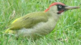 European Green Woodpecker