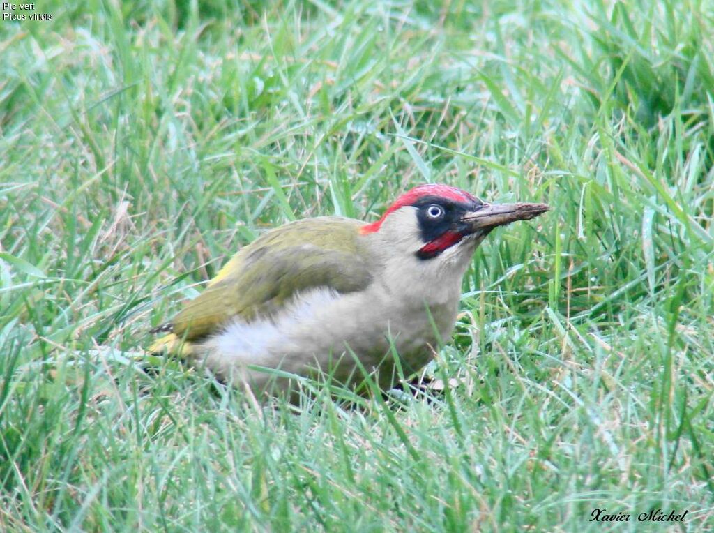 European Green Woodpecker