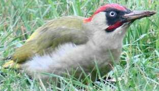 European Green Woodpecker