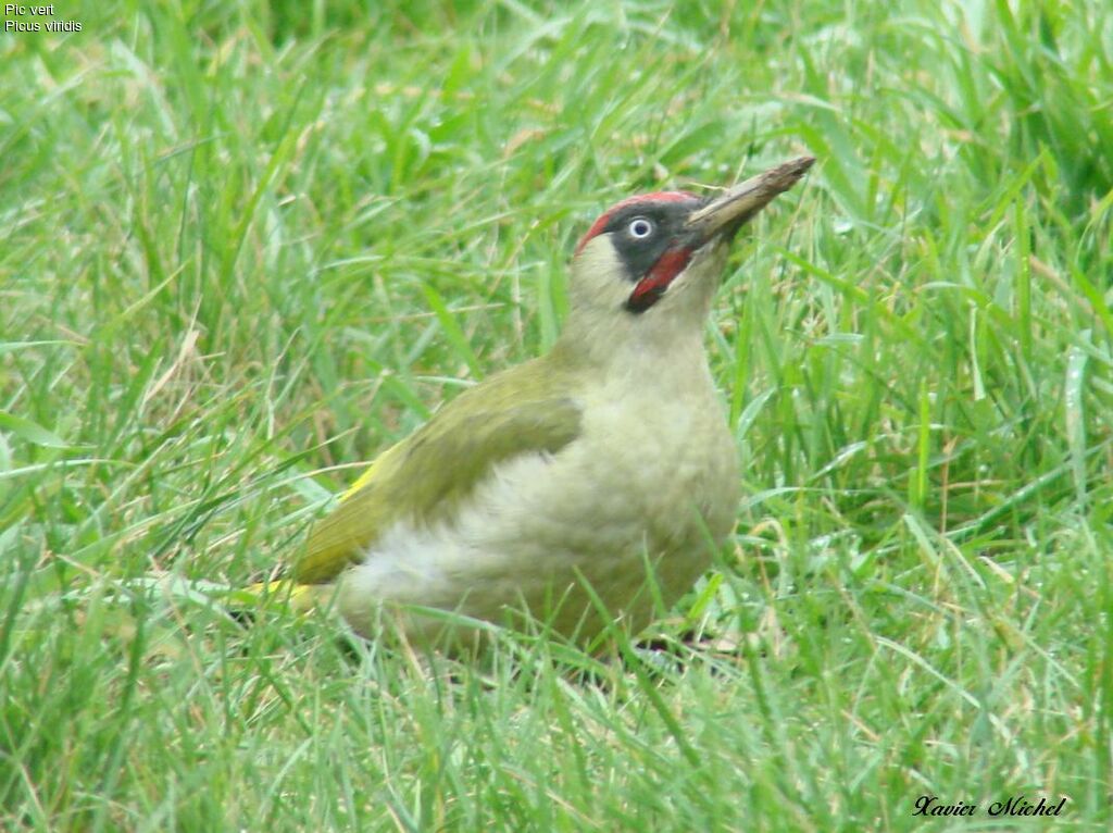 European Green Woodpecker