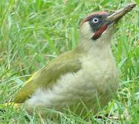 European Green Woodpecker