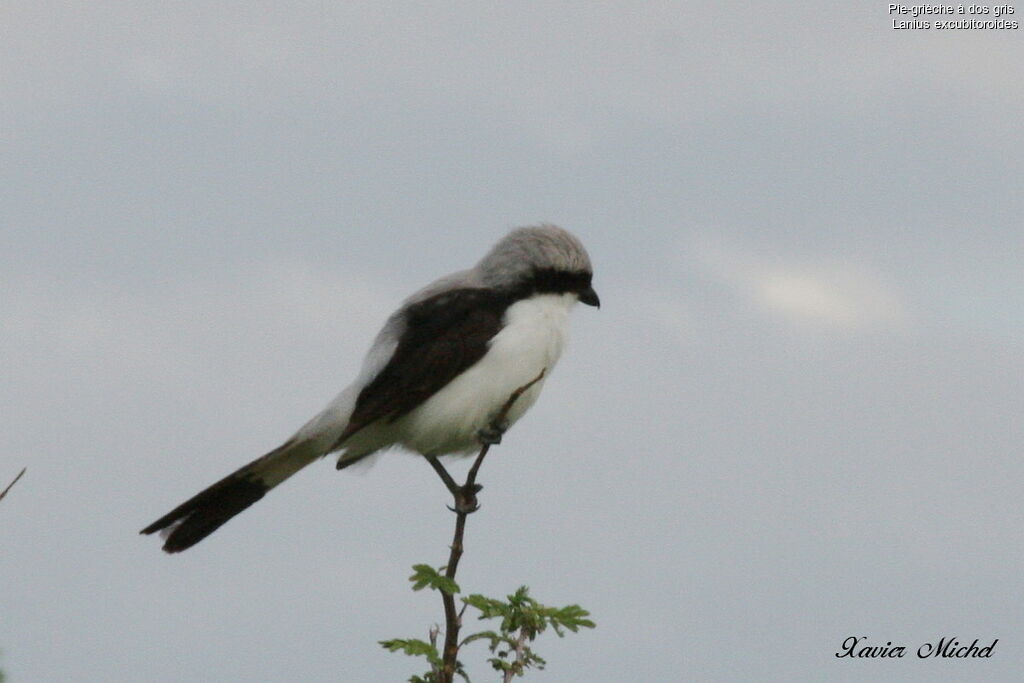 Grey-backed Fiscal