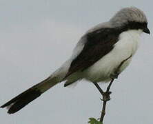 Grey-backed Fiscal