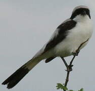 Grey-backed Fiscal