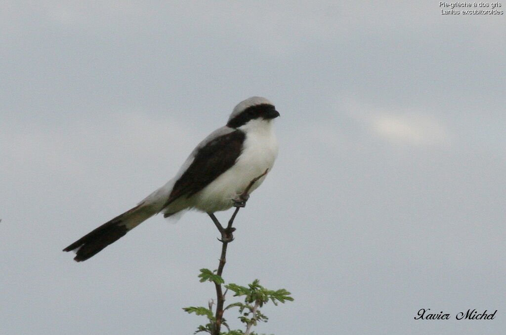 Grey-backed Fiscal