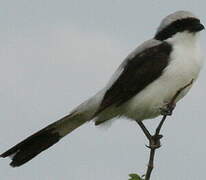 Grey-backed Fiscal