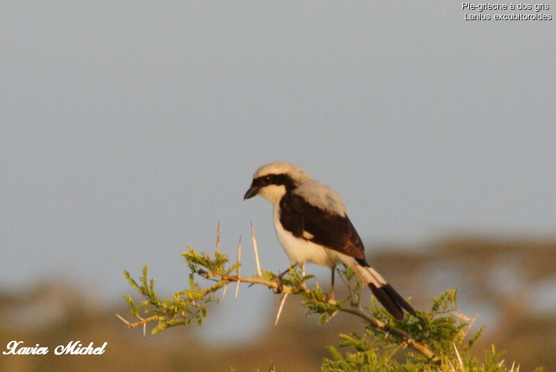 Grey-backed Fiscal, identification