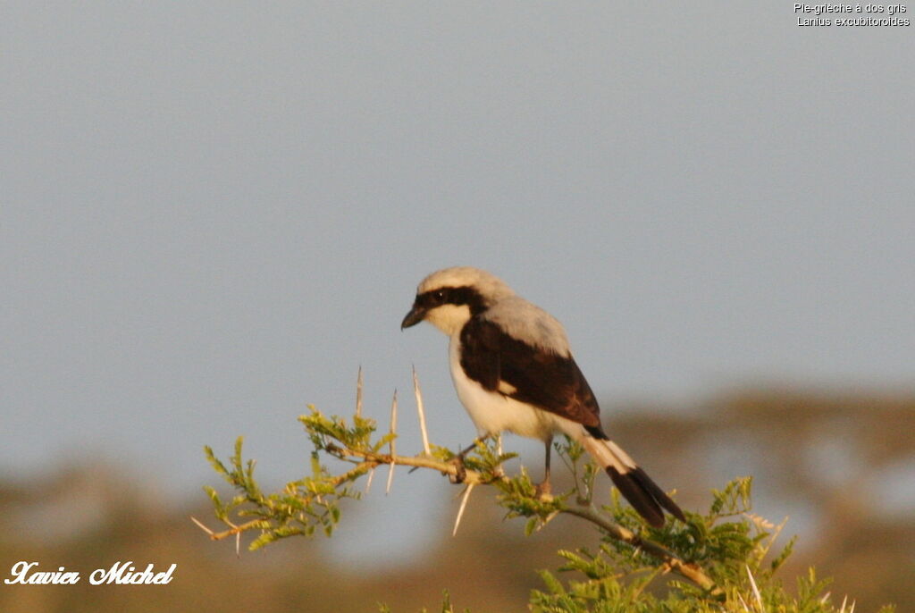 Pie-grièche à dos gris, identification