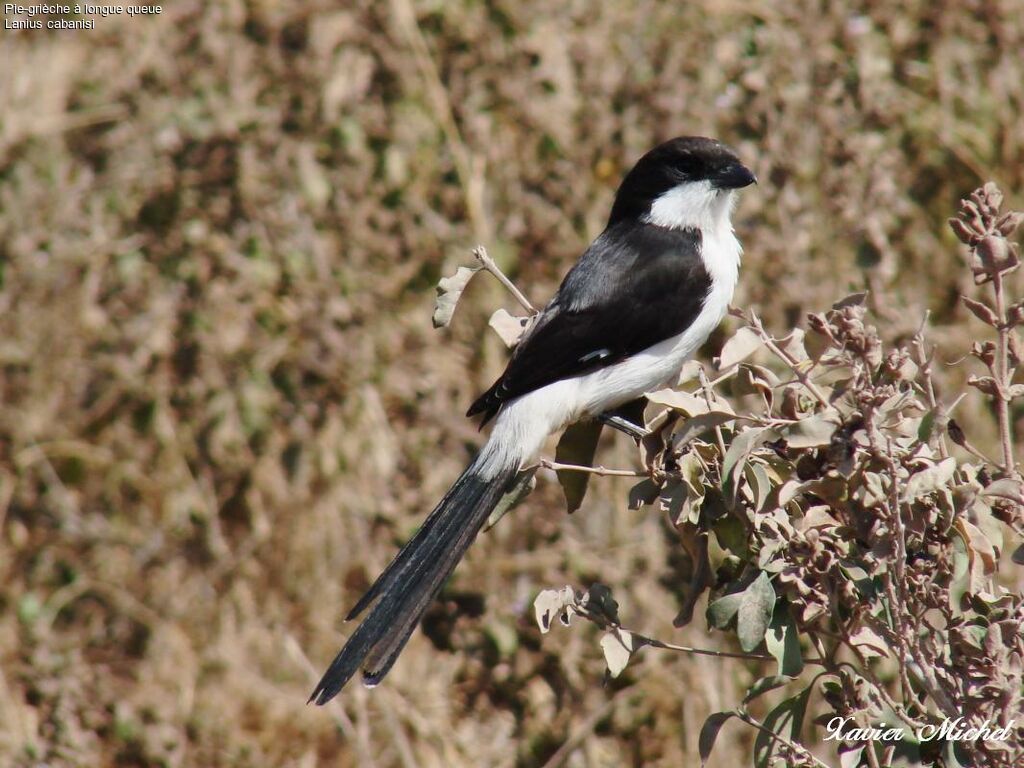 Long-tailed Fiscal