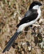 Long-tailed Fiscal