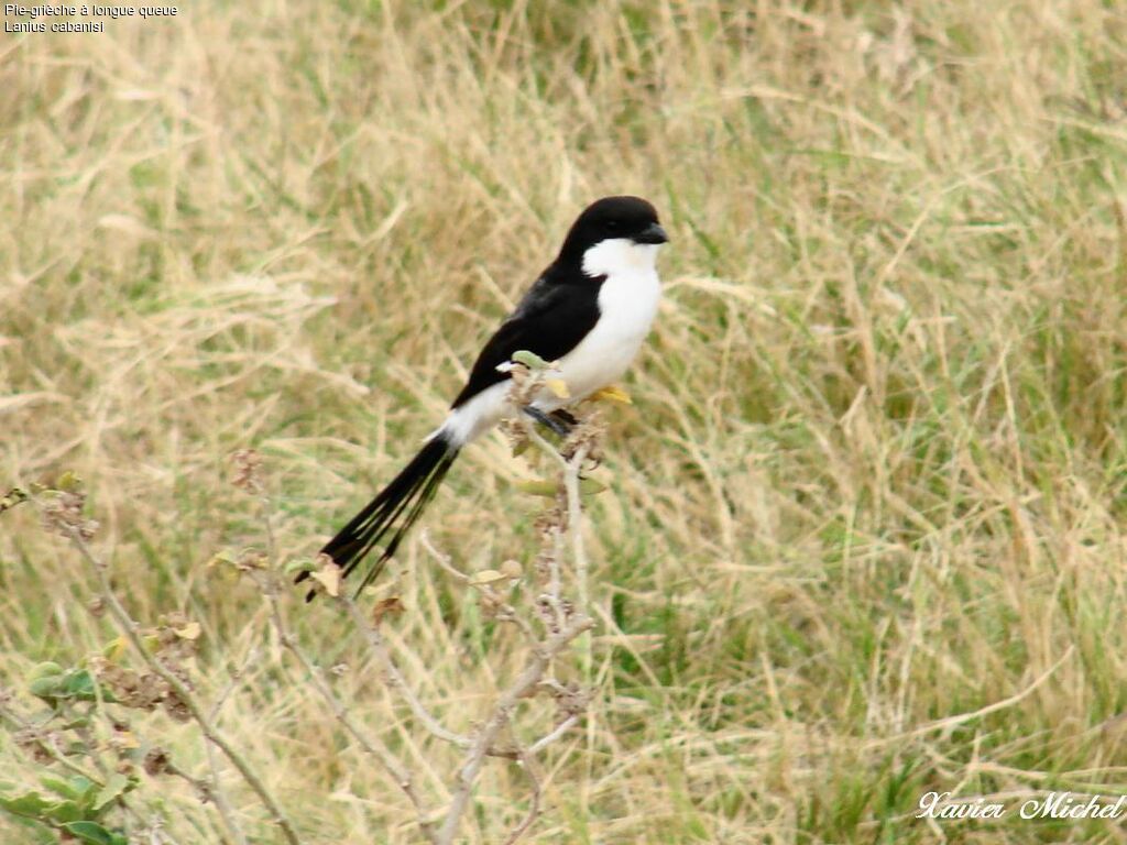 Long-tailed Fiscal