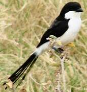 Long-tailed Fiscal