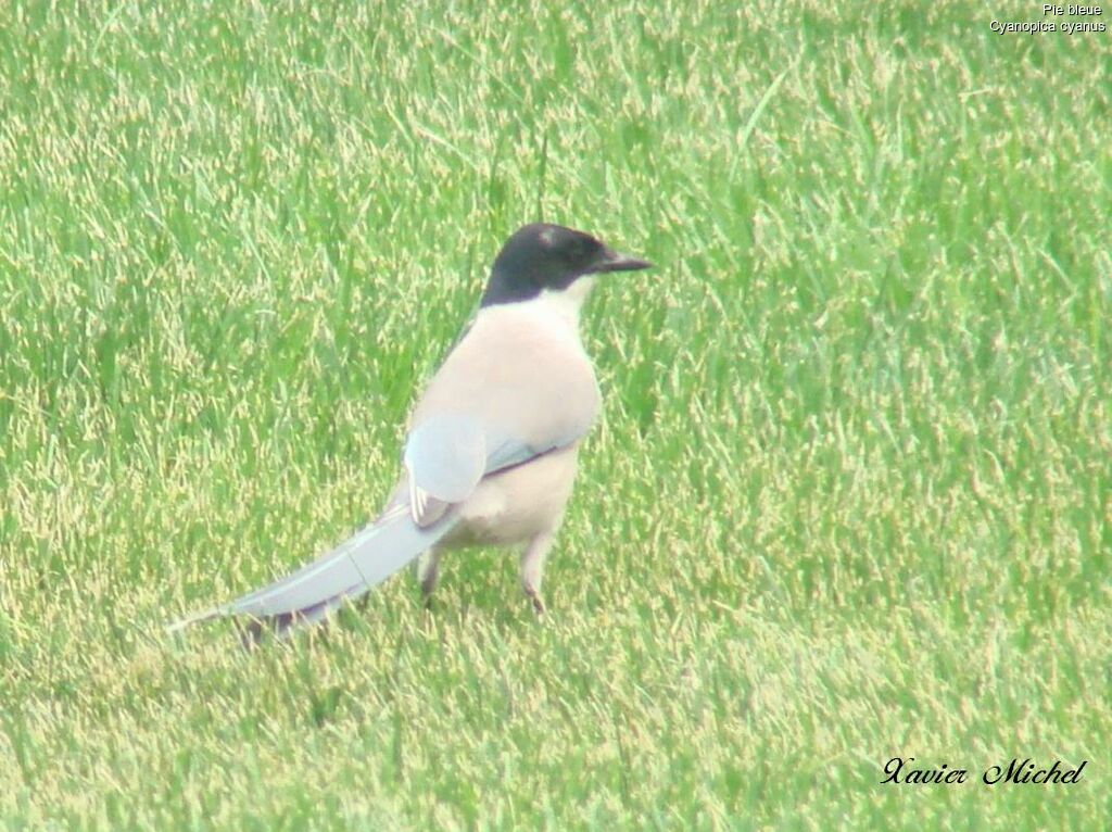 Azure-winged Magpie