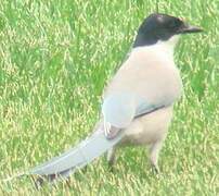 Azure-winged Magpie