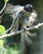 Azure-winged Magpie