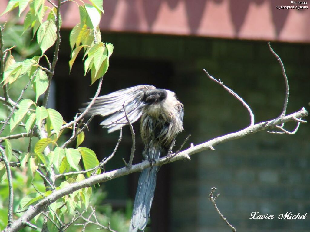 Azure-winged Magpie