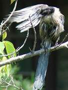 Azure-winged Magpie