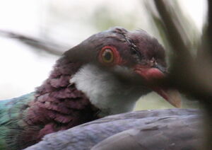 Pigeon à gorge blanche