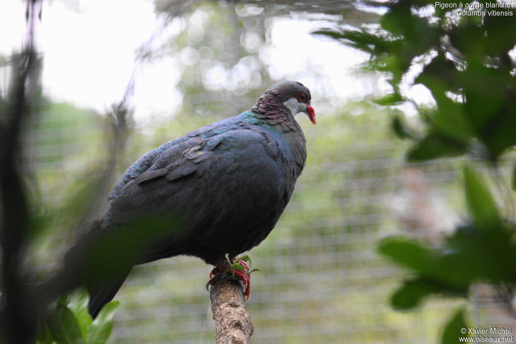 Metallic Pigeonadult, identification