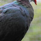 Pigeon à gorge blanche