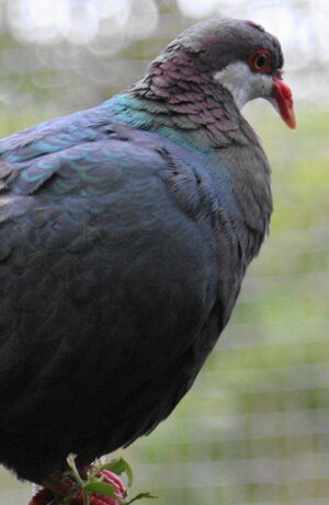 Pigeon à gorge blanche