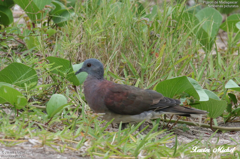 Pigeon de Madagascaradulte, identification