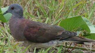 Malagasy Turtle Dove