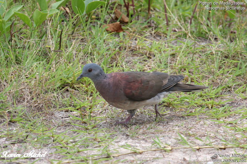 Pigeon de Madagascaradulte, identification