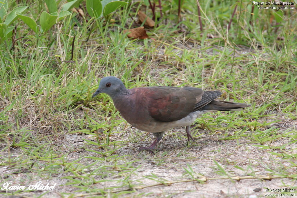 Malagasy Turtle Doveadult, identification