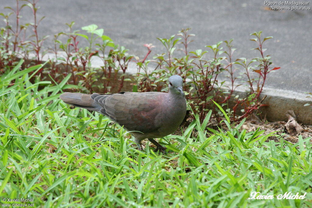 Pigeon de Madagascaradulte, identification