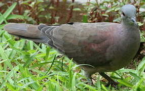 Pigeon de Madagascar