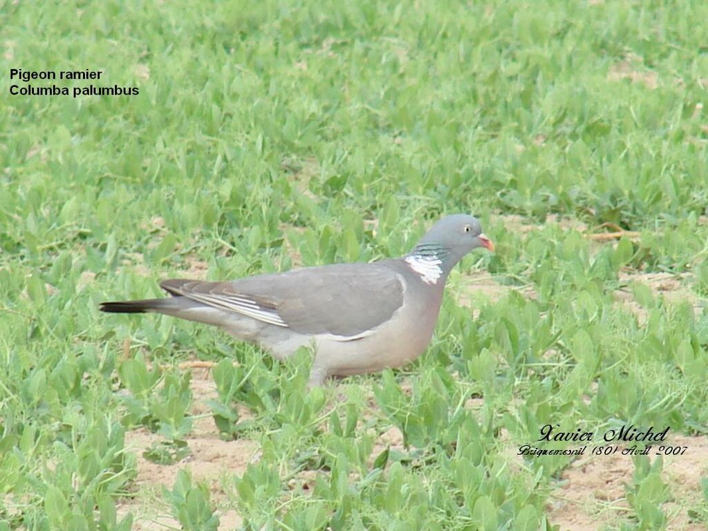 Common Wood Pigeon